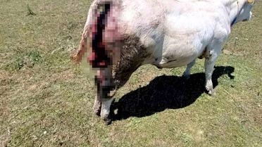 Vezirköprü'de Ayı Saldırıları Üreticileri Mağdur Ediyor