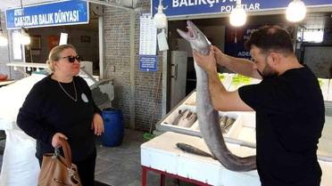 Dev Yılan Balığı Mersin'de İlgi Odağı