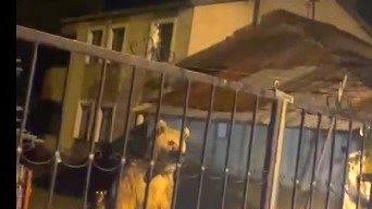 Boz Ayı Ailesi Ev Bahçesinde Konakladı