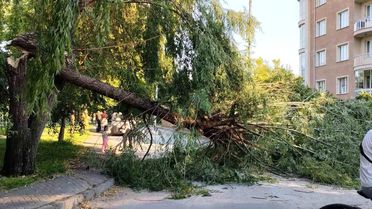 Şiddetli rüzgar parktaki ağacı devirdi