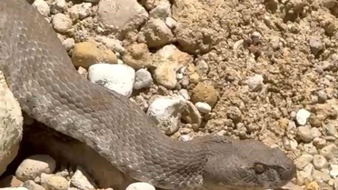 Engerek Yılanı Varlıkonak'ta Görüntülendi