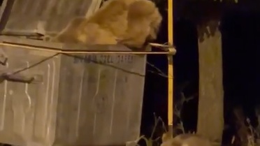 Hafik'te Ayı ve Yavrusu Çöp Konteynerinde Yiyecek Aradı