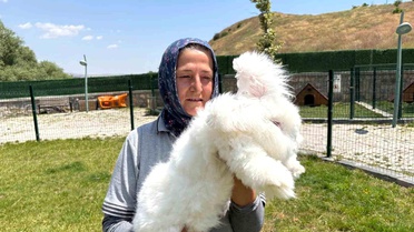 Ankara tavşanları yeniden hayat buldu: Hedef, üretim ve kadın istihdamı