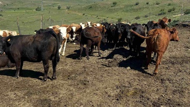Aydıntepe'ye Besilik Sığır İthalatı