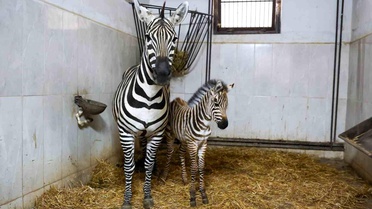 Bursa Hayvanat Bahçesi'nde zebra ailesi büyüyor