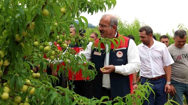 Bayramiç Beyazı Hasadı Başladı