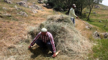 Tercan'da Hayvancılık İçin Ot Biçme Çalışmaları