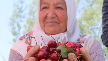 Eldivan Kirazında Bu Yıl 400 Ton Rekolte Bekleniyor