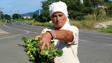 Ordu'da Taze Fındık Satışları Başladı