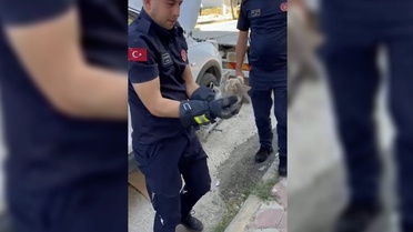 Yavru Kedi Otomobilde Mahsur Kaldı