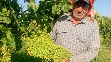 Sultaniye Üzümlerinde Hasat Öncesi Hazırlıklar Sürüyor