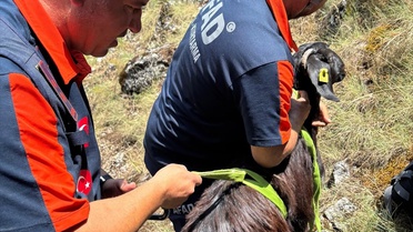 Mahsur Keçi AFAD Ekipleri Tarafından Kurtarıldı