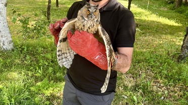 Yaralı Sanılan Baykuş Doğaya Bırakıldı