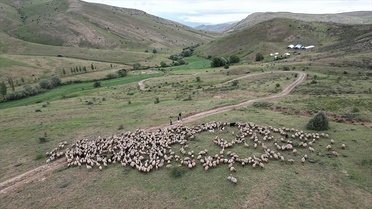 Bayburt'ta Göçerlerin Tulum Peynirine Yolculuğu