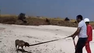 Ergene'de 4 Köpek Gölette Mahsur Kaldı
