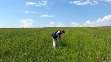 Kars'ta Yem Bitkileri Destekleme Tespitleri Devam Ediyor