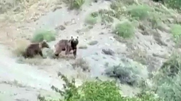 Sivas'ta Anne Ayı ve Yavrusuyla Karşılaşma