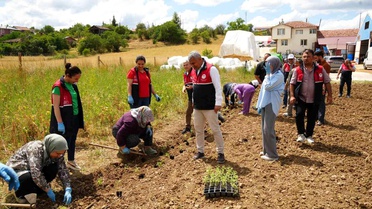 Kastamonu'da Çiftçilere Ücretsiz Aromatik Fide Dağıtımı