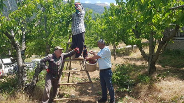 Gaziantep'te Napolyon Kirazı Hasadı