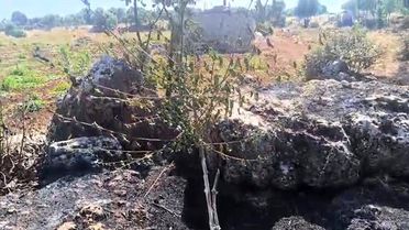 Diyarbakır'da Yangın: Meyve Ağaçları Zarar Gördü