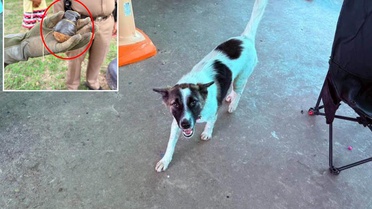 Tayland'da evcil köpek, eve el bombası getirdi