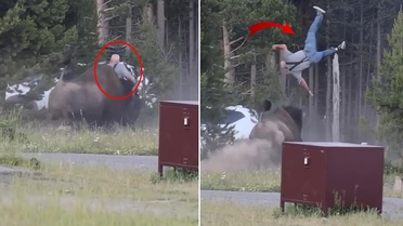 Milli parkta dehşet! Öfkeli bizon turisti metrelerce havaya fırlattı