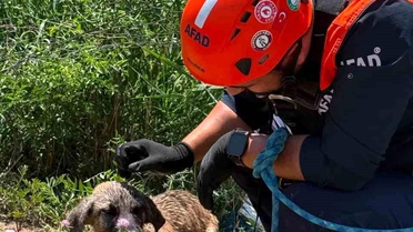 AFAD, Su Kuyusundaki Köpeği Kurtardı