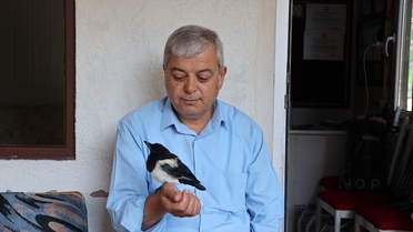 Amasya'da Taksicilerden Saksağan Yavrusuna Şefkat