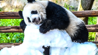 Panda Wang Shu'nun İlk Doğum Günü