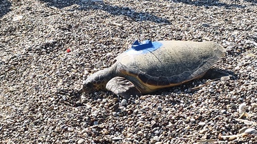 İki Caretta Caretta Denizle Buluştu
