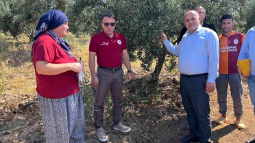 Denizli'de Ekolojik Zeytin Mücadelesi