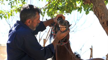 Hazro'da At Yetiştiriciliği ve Yarış Başarıları