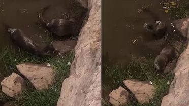 Dicle Nehri'nde Su Samurları Görüntülendi