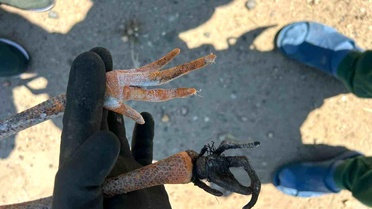 Leylek Yavrusu Köylülerin Dikkati ile Kurtarıldı