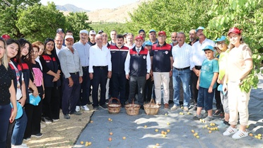 Elazığ'da Kayısı Hasadı Coşkusu