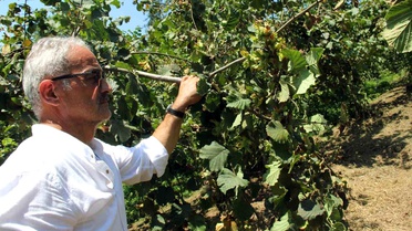 Fındık Fiyatları Düşmeye Devam Ediyor