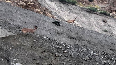 Hakkari'de Dağ Keçisi Görüntüleri