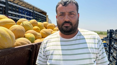 Kırıkhan Kavunu Hasadı Başladı