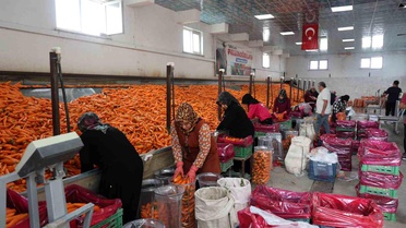 Konya'da Havuç Hasadı Devam Ediyor