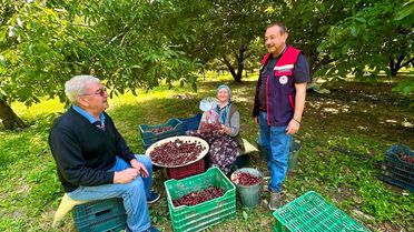 Afyon'da Kiraz Bahçelerinde Pestisit Denetimi