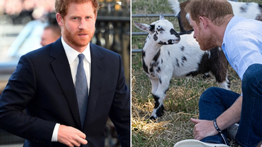 Prens Harry'ye beklenmedik darbe! Yanındakiler hemen espriyi patlattı