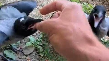 İhsan Cesur'un Kargalarla Sıcak Bağı