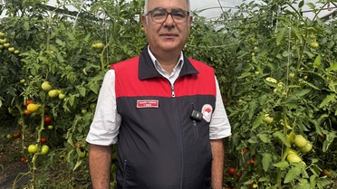 Elazığ'da Domates Hasadı Başladı