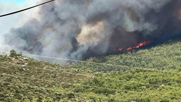 Milas'ta orman yangını
