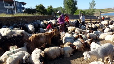 Tatvan'da Koyunların Tozlu Yolculuğu