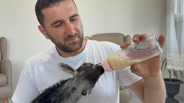 Engelli Keçiye Yeni Bir Aile