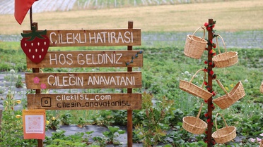 Çilekli Mahallesi'nde Hasat Keyfi