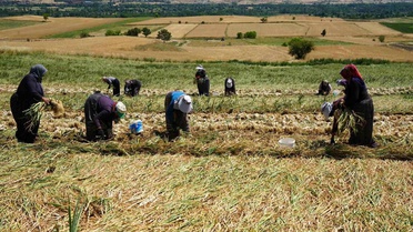 Taşköprü'de Kadınlar Sarımsak Hasat Ediyor
