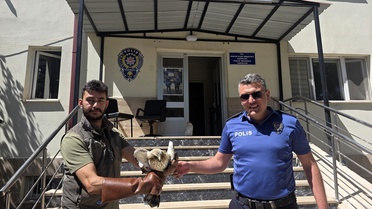 Yaralı Kartal Yavrusu Koruma Altında