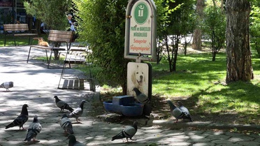 Sıcakta Susayan Güvercinler Su İçti